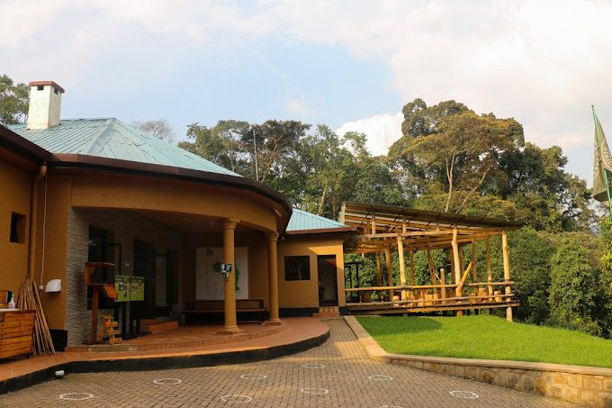 Nyungwe National Park - Forest